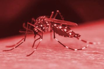 Saúde divulga 4º boletim epidemiológico da dengue