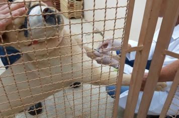 Leishmaniose: Centro de Zoonoses inicia inquérito canino nesta segunda (16)