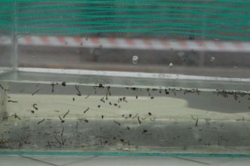 Mutirão de combate à dengue visitou o Distrito Industrial neste sábado (27)