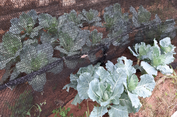 Unidades de Saúde cultivam hortas comunitárias em Pompeia