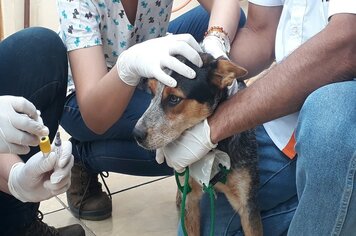 Vigilância realiza inquérito canino em Pompeia