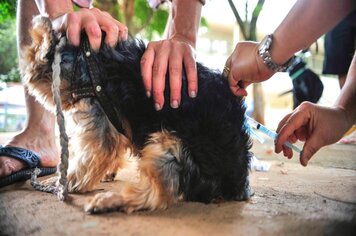 Leishmaniose: Vigilância segue com inquérito canino em áreas consideradas de risco do município