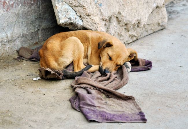DHS realiza “censo canino e felino” em Pompeia